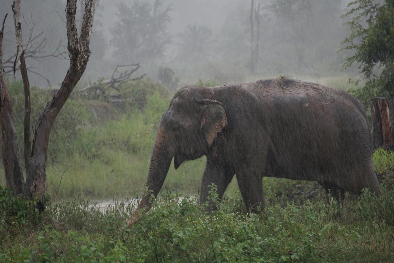 I Love Phants Lodge Ban Huai Thawai Εξωτερικό φωτογραφία