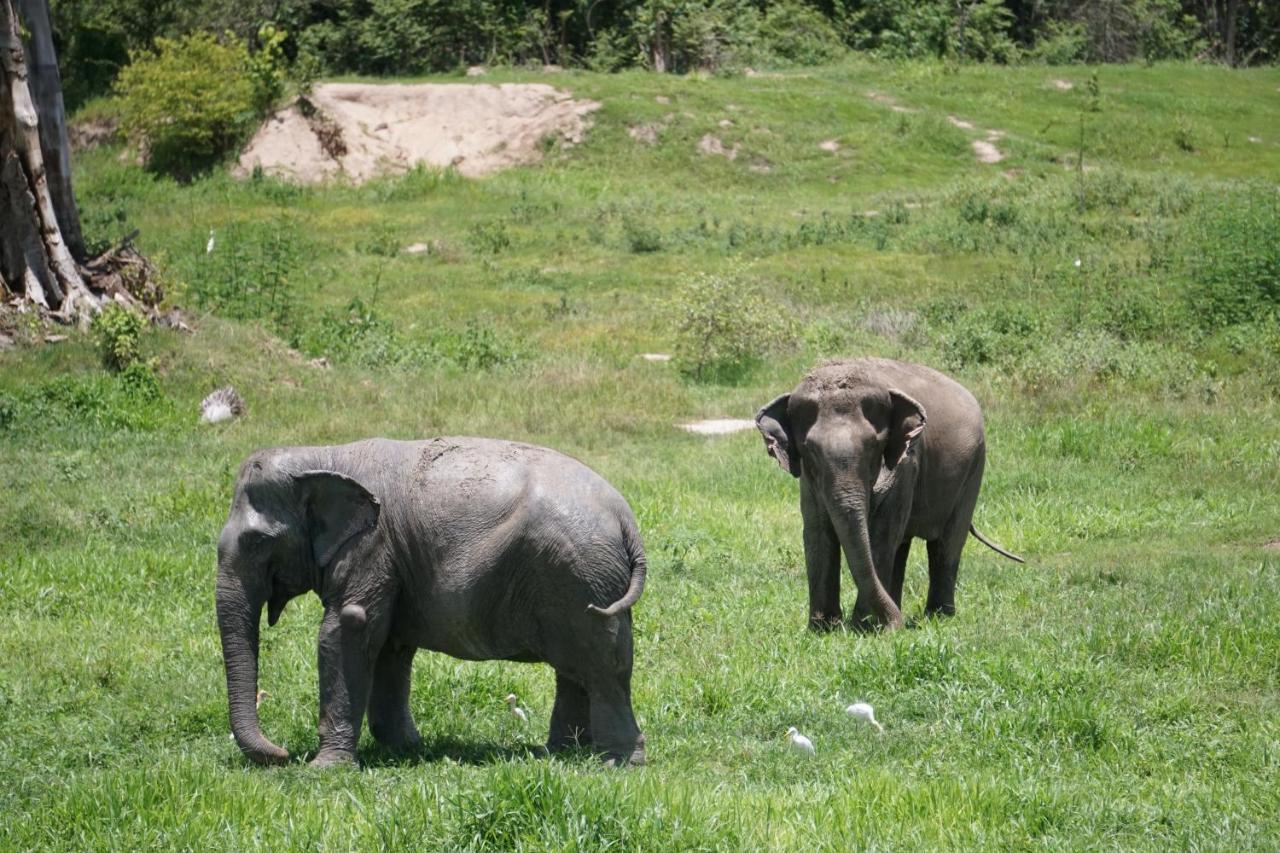 I Love Phants Lodge Ban Huai Thawai Εξωτερικό φωτογραφία