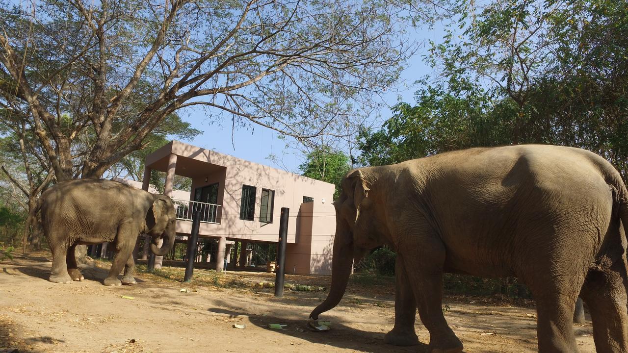I Love Phants Lodge Ban Huai Thawai Εξωτερικό φωτογραφία