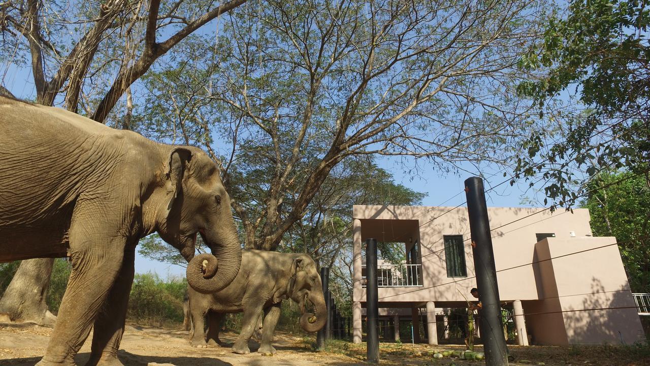 I Love Phants Lodge Ban Huai Thawai Εξωτερικό φωτογραφία